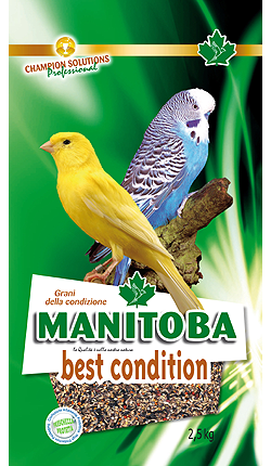 Conditiezaad Manitoba