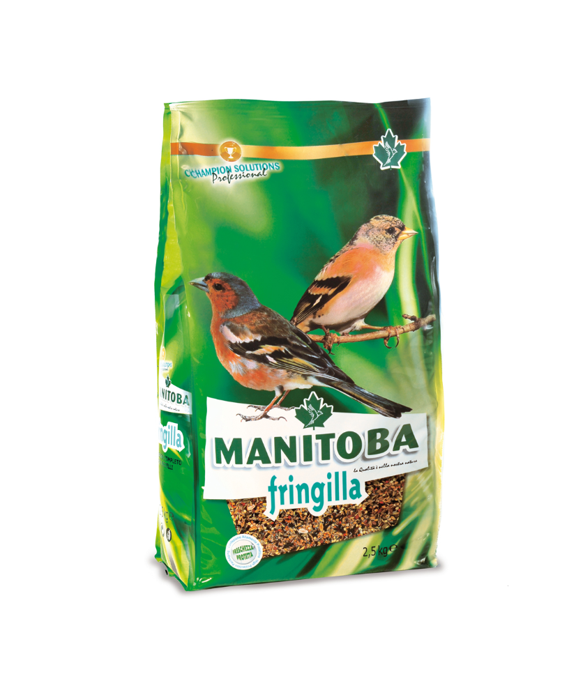 Fringilla Manitoba (goudvink) (26017)