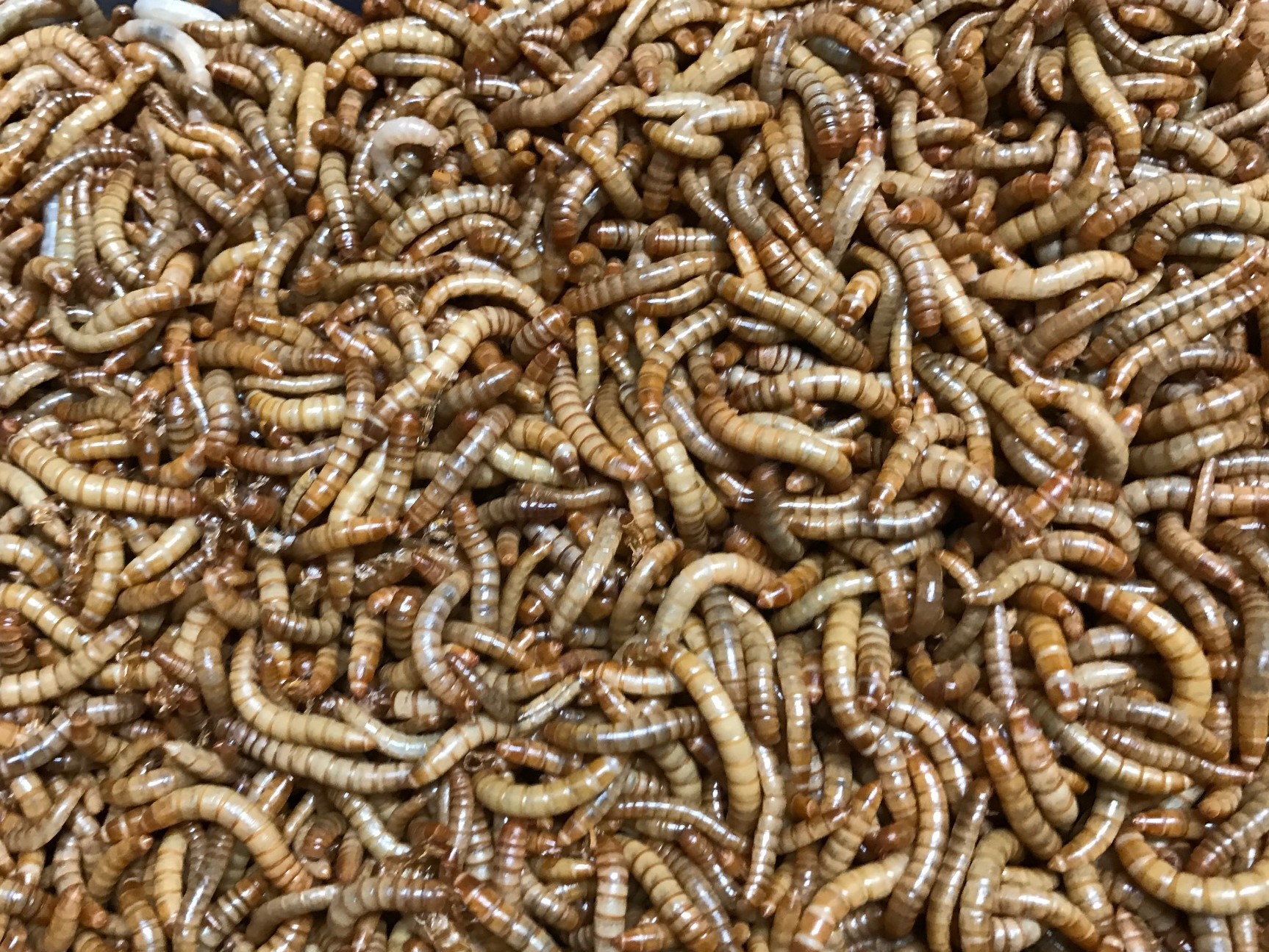 Meelwormen grote bak