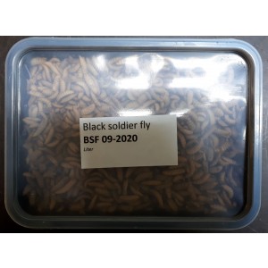 Black Soldier Flies